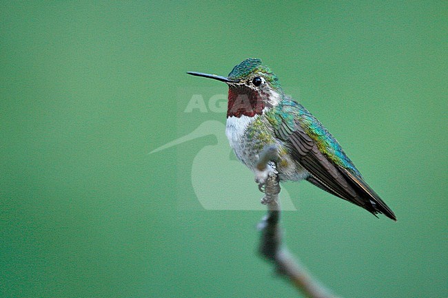 Adult male
Cochise Co., AZ
July 2007 stock-image by Agami/Brian E Small,