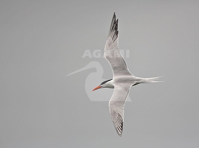 Adult summer plumaged American Royal Tern (Sterna maxima maxima) in flight. stock-image by Agami/Andy & Gill Swash ,