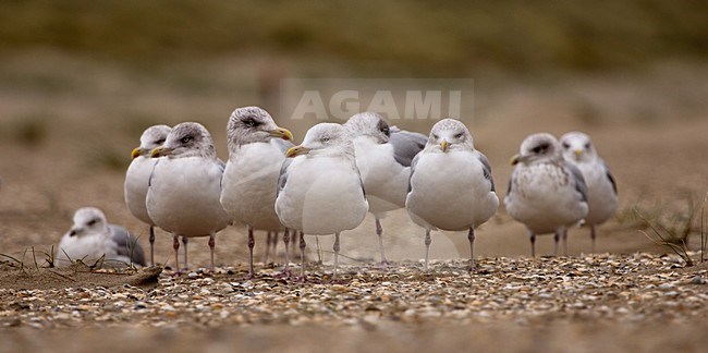 Groep Zilvermeeuwen, Group of Herring Gulls stock-image by Agami/Theo Douma,