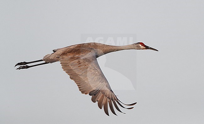 Florida Sandhill Crane, Grus canadensis pratensis, adult in flight in Florida USA stock-image by Agami/Helge Sorensen,