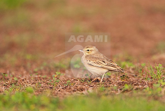 Duinpieper in Eilat; Tawny Pipit in Ofira park Eilat stock-image by Agami/Marc Guyt,