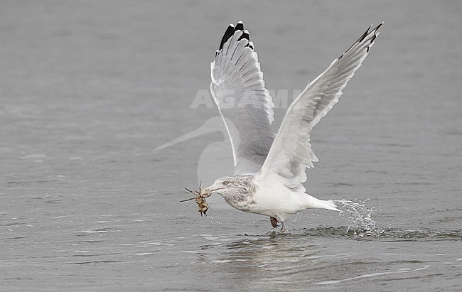 Adult American Herring Gull (Larus smithsonianus) foraging in shallow sea water at Stone Harbor, New Jersey, USA. Taking off with a crab. stock-image by Agami/Helge Sorensen,