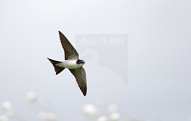 Vliegende Huiszwaluw;Flying House Martin stock-image by Agami/Ran Schols,