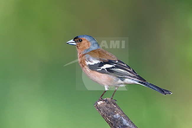 Vink man zittend op tak; Common Chaffinch adult male perched on branch stock-image by Agami/Marc Guyt,