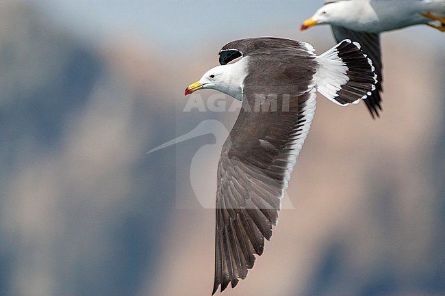 Belcher's Gull (Larus belcheri), also known as the band-tailed gull, at the coast of the Humboldt Current in Lima, Peru. stock-image by Agami/Marc Guyt,