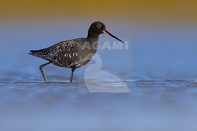 Adult breeding plumage Spotted Redshank (Tringa erythropus) in Italy. Standing in shallow water. stock-image by Agami/Daniele Occhiato,