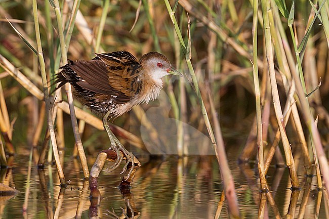 Little Crake - Kleines Sumpfhuhn - Zapornia parva, Cyprus, adult female stock-image by Agami/Ralph Martin,