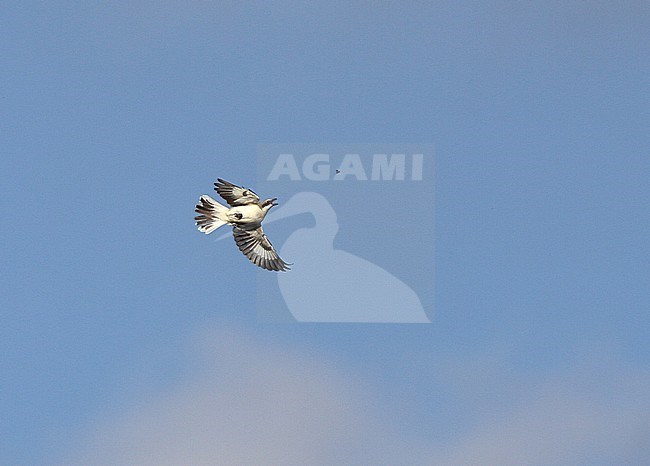 First-winter Lesser Grey Shrike (Lanius minor) in flight catching an insect. stock-image by Agami/Andy & Gill Swash ,