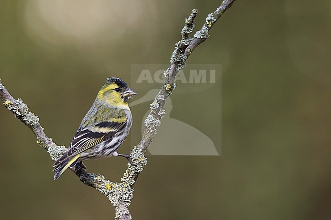 Eurasian Siskin - Erlenzeisig - Carduelis spinus, 1st cy male, Germany stock-image by Agami/Ralph Martin,