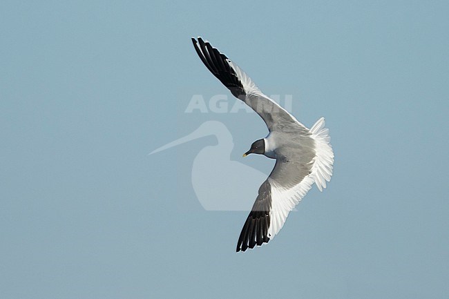 Adult summer plumaged Sabine's Gull (Xema sabini) at
Seward Peninsula, Alaska, USA. stock-image by Agami/Brian E Small,