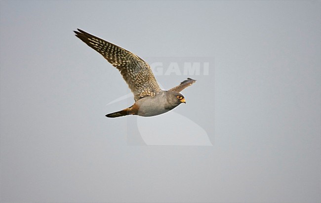 Roodpootvalk, Red-footed Falcon, Falco vespertinus stock-image by Agami/Marc Guyt,