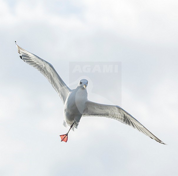 Adult Vega Gull (Larus vegae) during early spring in Japan. stock-image by Agami/Marc Guyt,