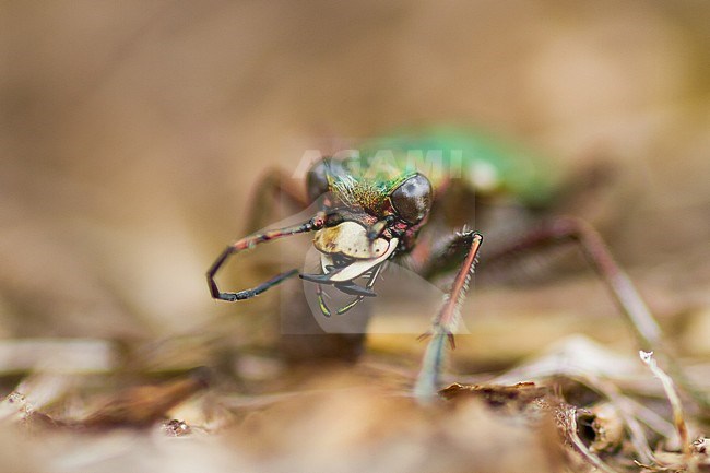 Cicindela campestris - Green tiger beetle - Feld-Sandlaufkäfer, Germany, imago stock-image by Agami/Ralph Martin,