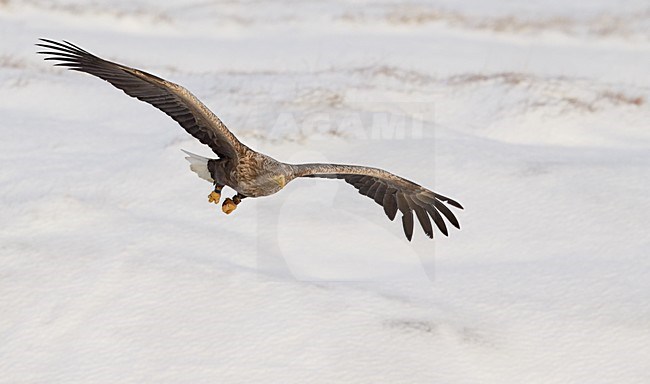 Zeearend adult opvliegend; White-tailed Eagle adult flying off stock-image by Agami/Markus Varesvuo,