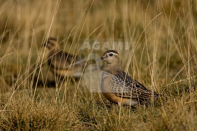 Juveniele Morinelplevier; Juvenile Eurasian Dotterel stock-image by Agami/Daniele Occhiato,