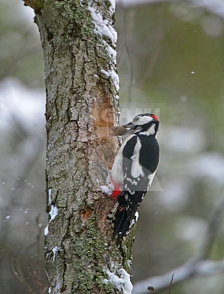 Great Spotted Woodpecker climbing tree in winter; Grote bonte Specht tegen boom klimmend in de winter stock-image by Agami/Markus Varesvuo,