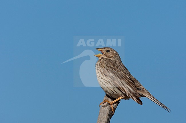Grauwe Gors zingend op een stok Lesbos Griekenland, Corn Bunting at pole singing Lesvos Greece stock-image by Agami/Wil Leurs,