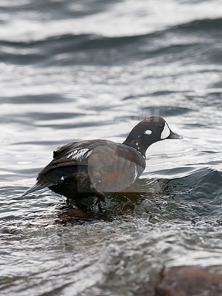 A male Harlequin Duck (Histrionicus histrionicus) in ecplise plumage. Norway stock-image by Agami/Markku Rantala,