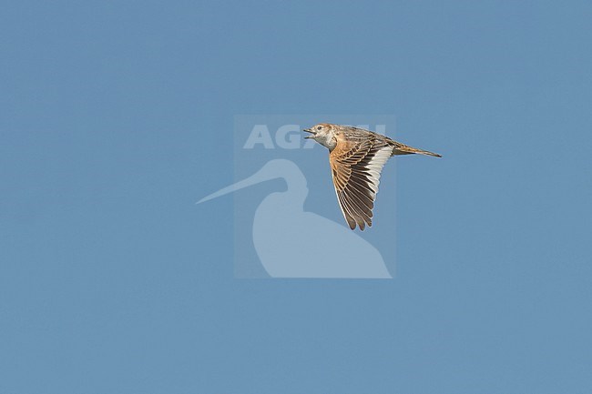 Adult male White-winged Lark (Melanocorypha leucoptera), in flight against blue sky as background. stock-image by Agami/Kari Eischer,