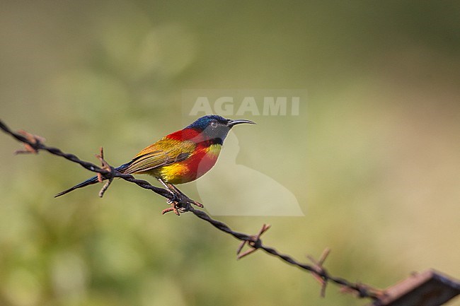 Male Green-tailed Sunbird (Aethopyga nipalensis) at Doi Inthanon, Thailand stock-image by Agami/Helge Sorensen,