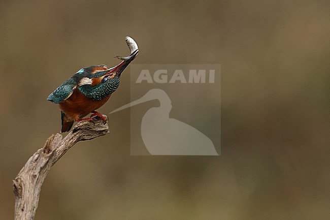 Juvenile or female Common Kingfischer (Alcedo atthis) perching on a branch knocking a small fish on the branch to numb or kill the fish stock-image by Agami/Mathias Putze,