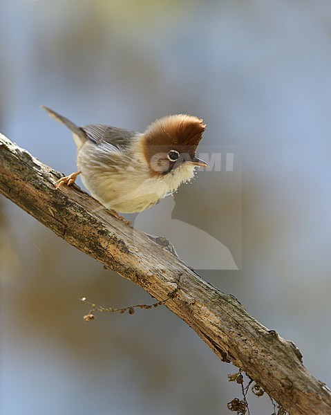 Whiskered yuhina (Yuhina flavicollis) perched on a branch in India. Looking alert. stock-image by Agami/James Eaton,