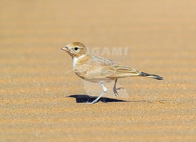 Adult Bar-tailed Lark running in desert aroud 40km West of Choum, Mauritania. April 04, 2018. stock-image by Agami/Vincent Legrand,