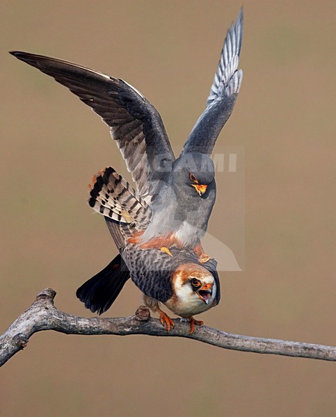 Roodpootvalk, Red-footed Falcon (Falco vespertinus) Hungary May 2008 stock-image by Agami/Markus Varesvuo / Wild Wonders,