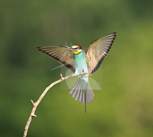 Bijeneter; European Bee-eater stock-image by Agami/Marc Guyt,