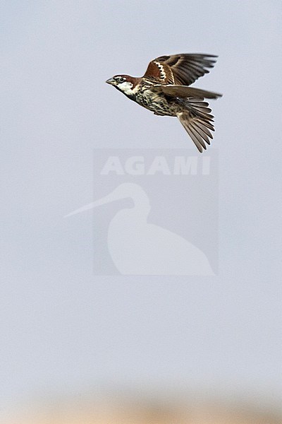 Spanish Sparrow (Passer hispaniolensis) during spring migration in southern negev, Israel. stock-image by Agami/Marc Guyt,