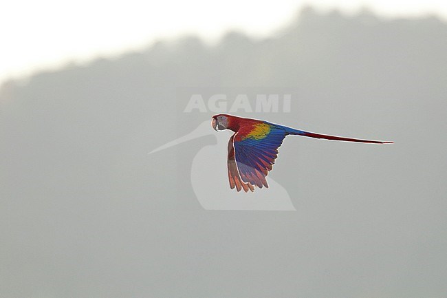 Wild Scarlet Macaw (Ara macao) in Costa Rica. Flying alone over humid evergreen tropical rain forest. stock-image by Agami/Harvey van Diek,