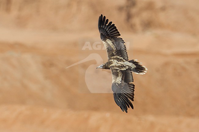 Juveniele Aasgier in de vlucht; Juvenile Egyptian Vulture in flight stock-image by Agami/Daniele Occhiato,