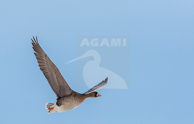 Immature Greater White-fronted Goose (Anser albifrons albifrons) in the Netherlands. Flying past, showing under wing pattern. stock-image by Agami/Marc Guyt,