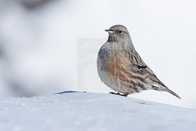 Alpine Accentor (Prunella collaris) sitting in a snow coverd moutain landscape in the swiss alps. stock-image by Agami/Marcel Burkhardt,