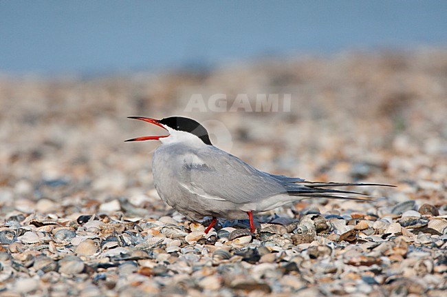 Visdief volwassen vogel roepend; Common Tern adult calling for mate stock-image by Agami/Marc Guyt,