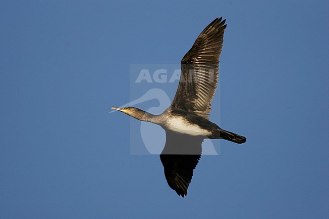 Great Cormorant in flight Netherlands, Aalscholver in vlucht Nederland stock-image by Agami/Menno van Duijn,