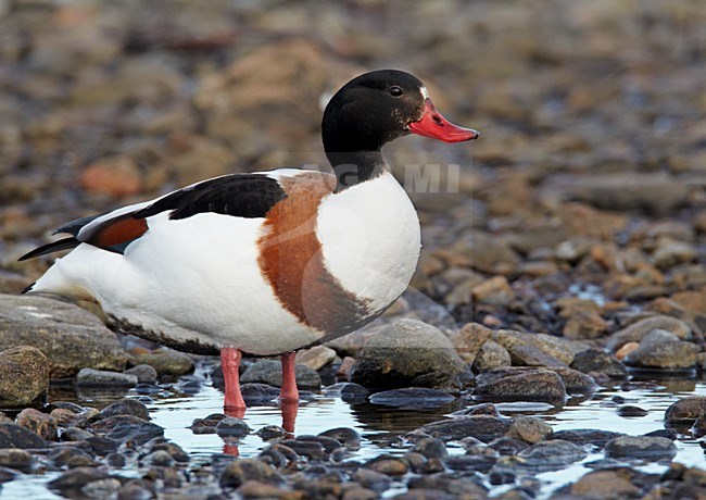 Vrouwtje Bergeend; Female Common Shelduck stock-image by Agami/Markus Varesvuo,