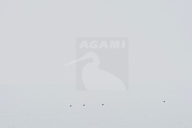 Fazanten in wit landschap, Pheasants in white landscape stock-image by Agami/Rob de Jong,