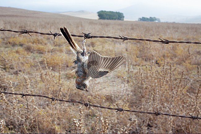 Dode Roodkopklauwier; Dead Woodchat Shrike stock-image by Agami/Markus Varesvuo,