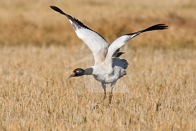 Overwinterende Zwarthalskraanvogel in India; Wintering Black-necked Crane in India stock-image by Agami/AGAMI,