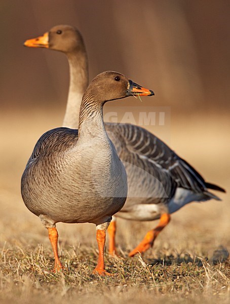 Foeragerende Taigarietganzen; Foraging Taiga Bean Geese stock-image by Agami/Markus Varesvuo,