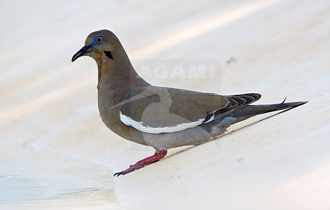 Witvleugeltreurduif bij drinkplaats Mexico, White-winged Dove at pool Mexico stock-image by Agami/Wil Leurs,