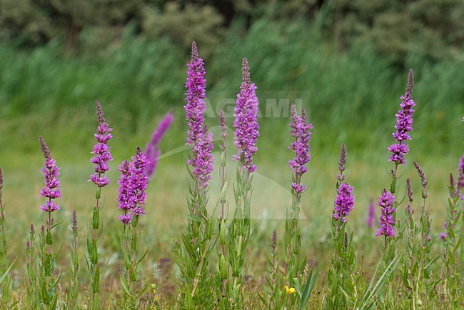 Grote kattenstaart in vochtige duinvallei; Lady Sackville in moist dunes stock-image by Agami/Arnold Meijer,