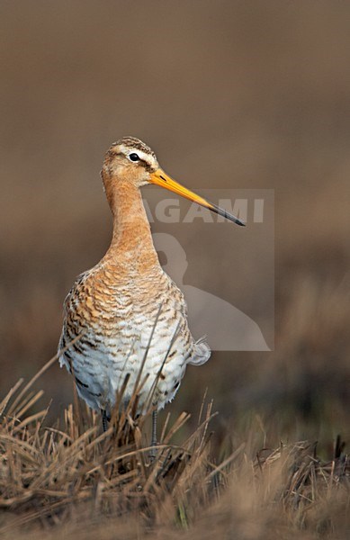Grutto in nat veld; Black-tailed Godwit in wet field stock-image by Agami/Markus Varesvuo,