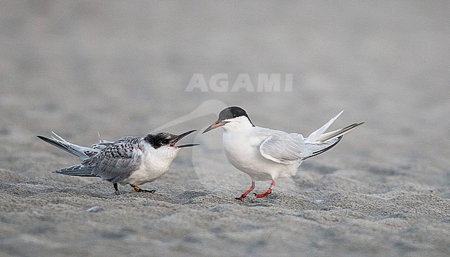 Juvenile Roseate Tern (Sterna dougallii) getting fed by adult standing on a beach in Plymouth, Massachusetts in the United States. stock-image by Agami/Ian Davies,