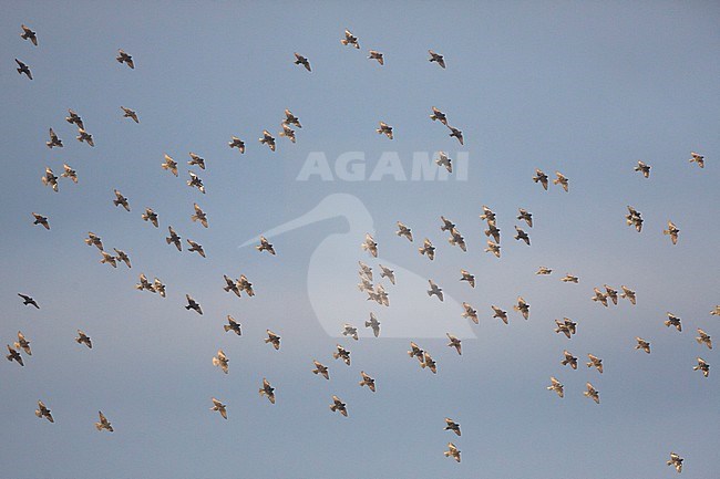 Flock of Spotless Starlings (Sturnus unicolor) in Spain. stock-image by Agami/Ralph Martin,