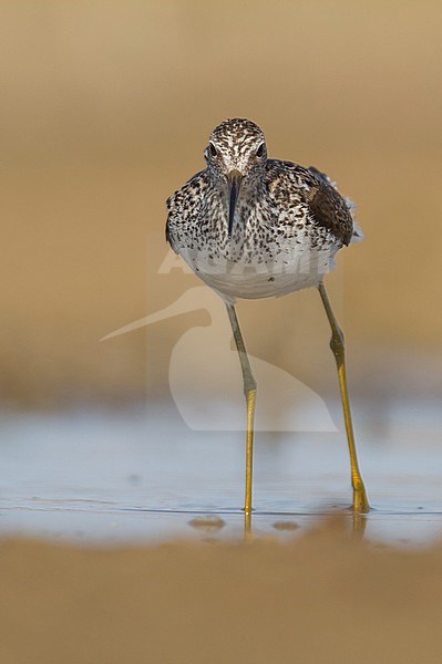 Marsh Sandpiper - TeichwasserlÃ¤ufer - Tringa stagnatilis, Kazakhstan, adult, breeding plumage stock-image by Agami/Ralph Martin,