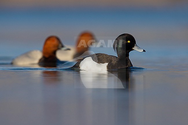 Adult male Tufted Duck, Aythya fuligula, swimming on a lake in Italy. stock-image by Agami/Daniele Occhiato,