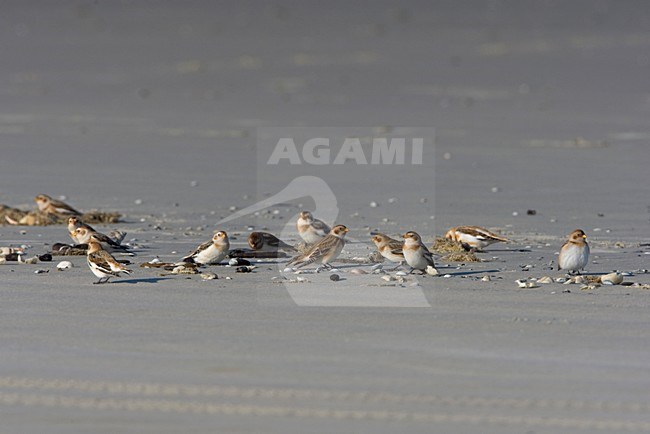 Groepje op vloedmerk; Group on tidal mark stock-image by Agami/Arie Ouwerkerk,