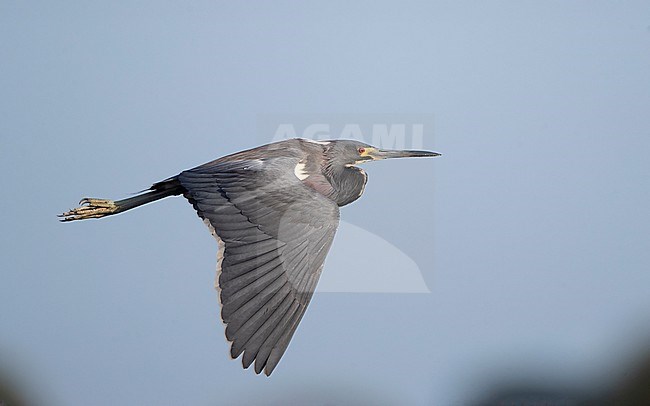 Tricolored Heron (Egretta tricolor ruficollis), adult in flight at Stick Marsh, Florida, USA stock-image by Agami/Helge Sorensen,